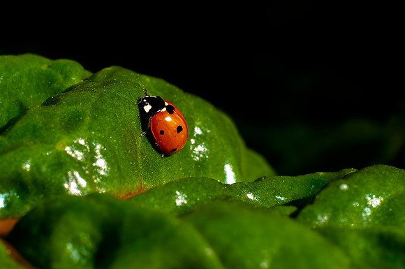 Ladybug on Swiss Chard