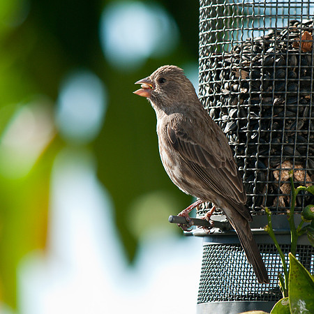 Female House Finch
