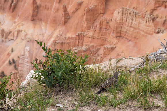 Northern Flicker