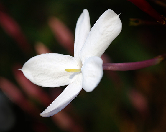 Jasmine