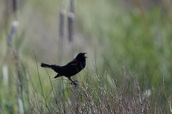 Red-winged Blackbird
