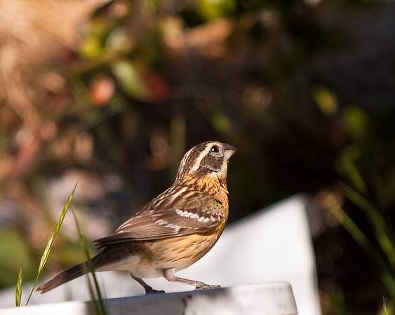 Female black-headed Grosbeak