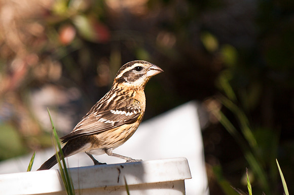 Female black-headed Grosbeak