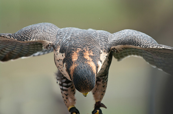 Hawk Watch