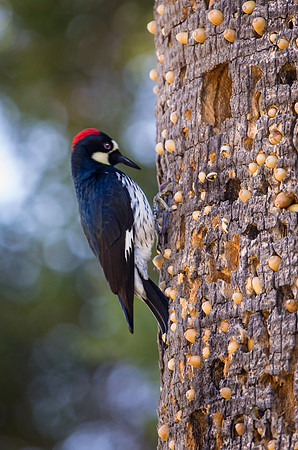 Acorn Woodpecker