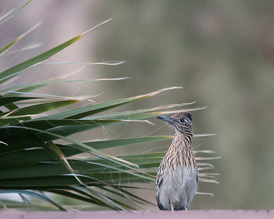 Roadrunner