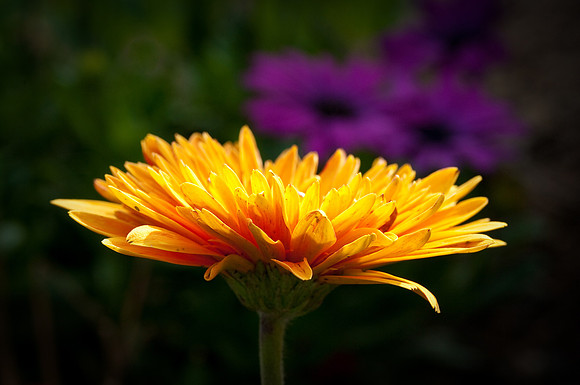 Early Bloom