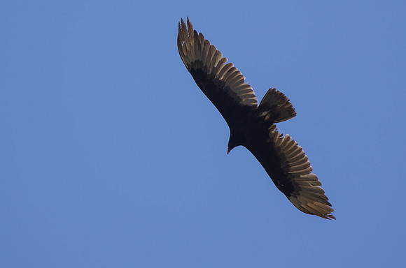 Turkey Vulture