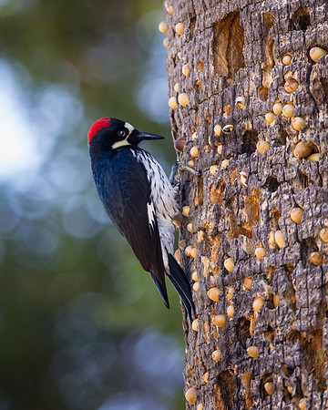 Acorn Woodpecker
