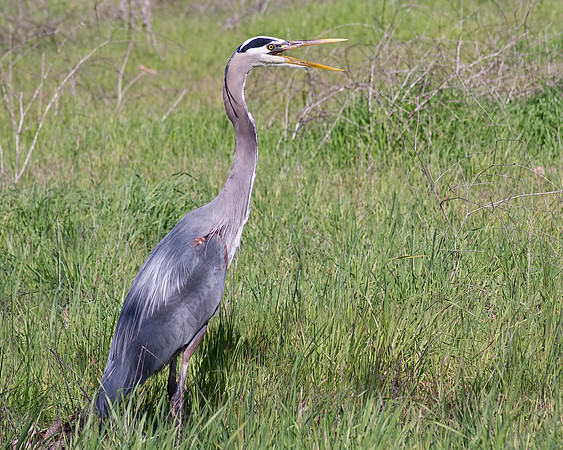 Great Blue Heron