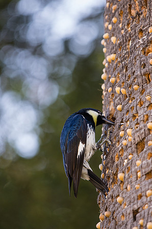 Acorn Woodpecker