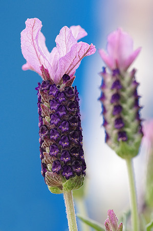 Mexican Lavender
