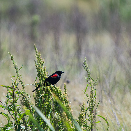 Red-winged Blackbird