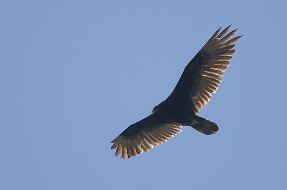 Turkey Vulture