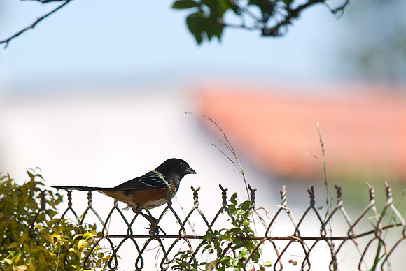 Spotted Towhee