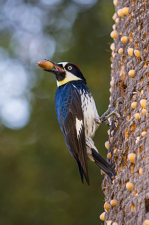Acorn Woodpecker