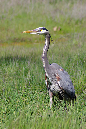 Great Blue Heron