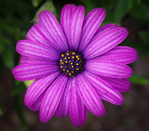 Garden Flower