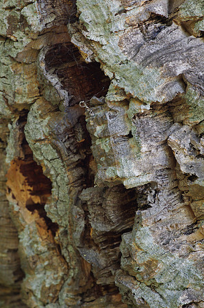 Cork Tree Bark