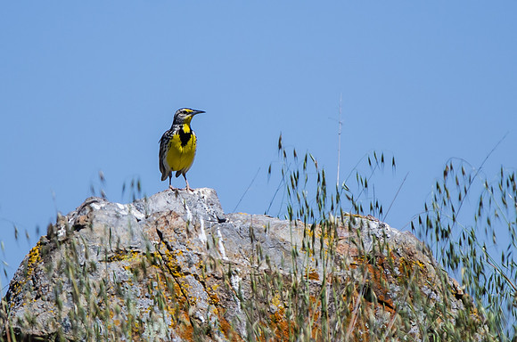 Western Meadowlark