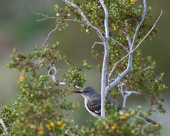 Mockingbird