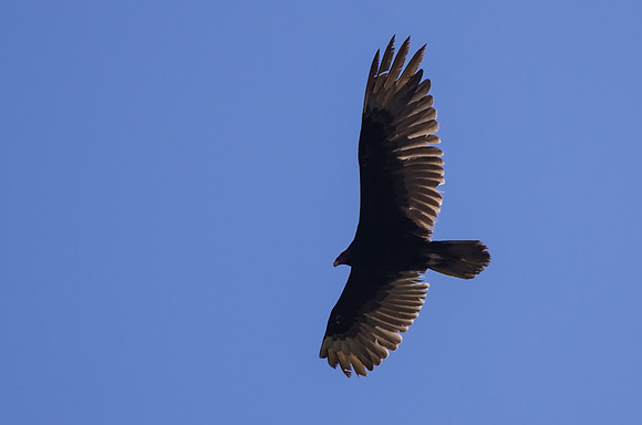 Turkey Vulture