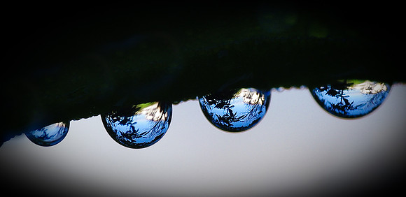 Reflective Dew Drops