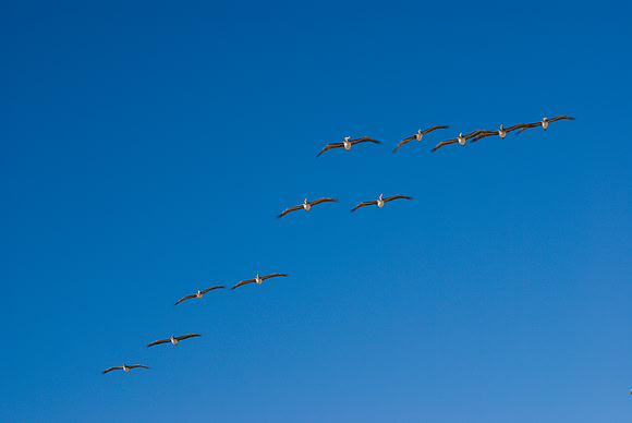 43 ltd goes birding