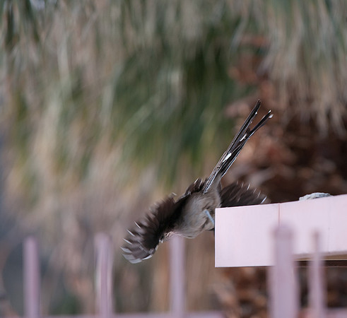 Roadrunner