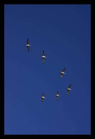 43 ltd goes birding