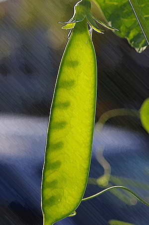 Sugar Snap Peas