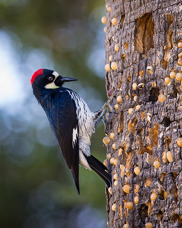 Acorn Woodpecker