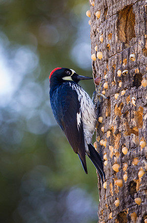 Acorn Woodpecker