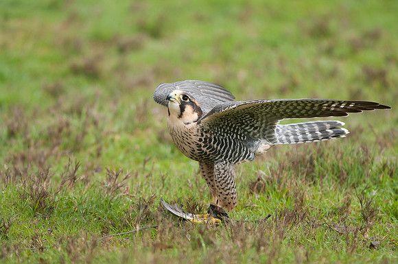 Falcon