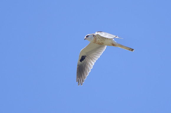 White-tailed Kite