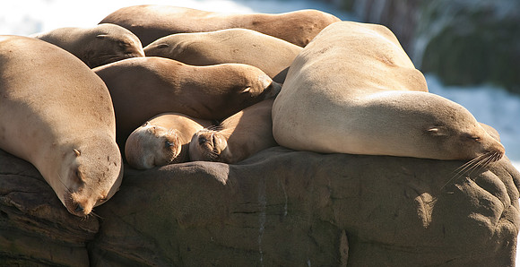 Seals at La Jolla Cove