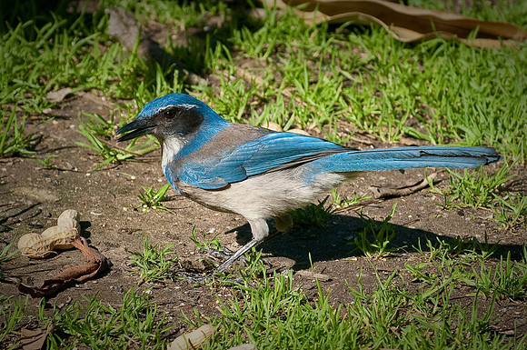Scrub Jay