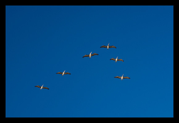 43 ltd goes birding