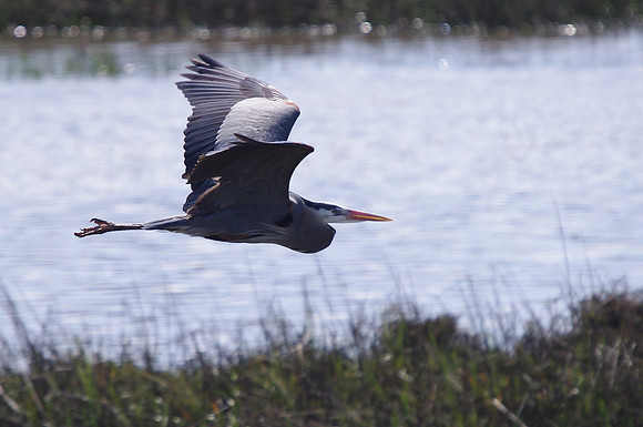 Great Blue Heron