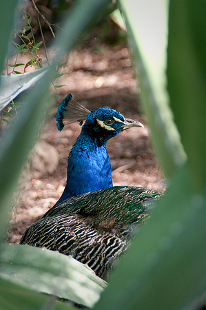 Leo Carrillo Ranch Peacock