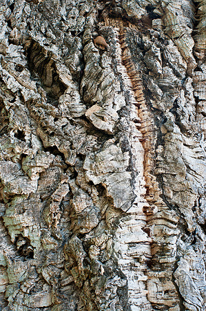 Cork Tree Bark