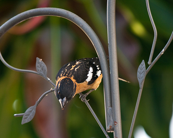 Male Grosbeak