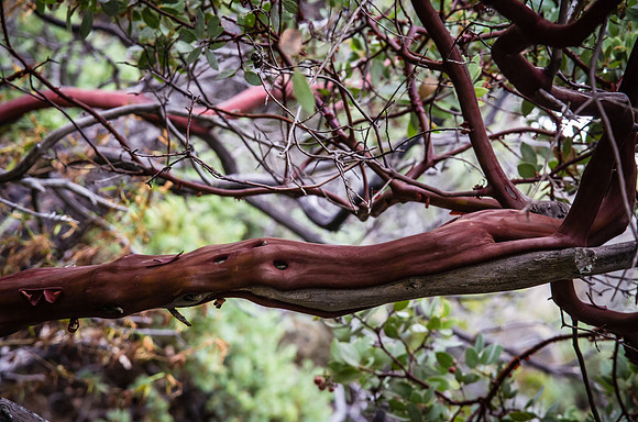 California Leafy Manzanita
