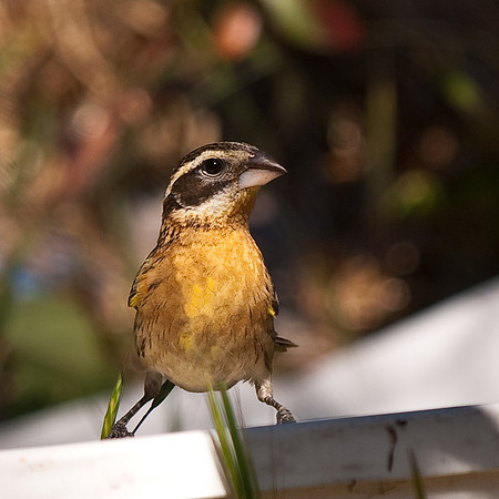 Female black-headed Grosbeak