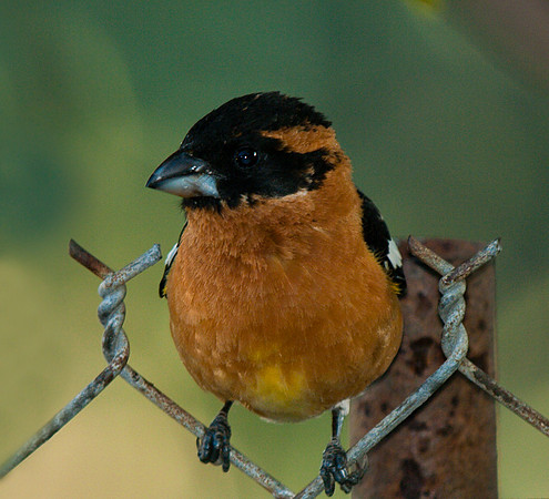 Male Grosbeak