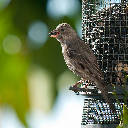 Female House Finch