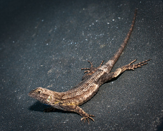 Lizard on Sterling's skateboard