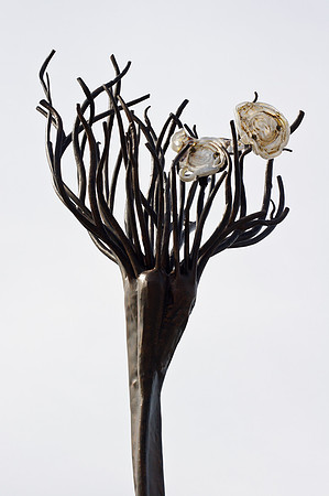 "Up-Rooted"