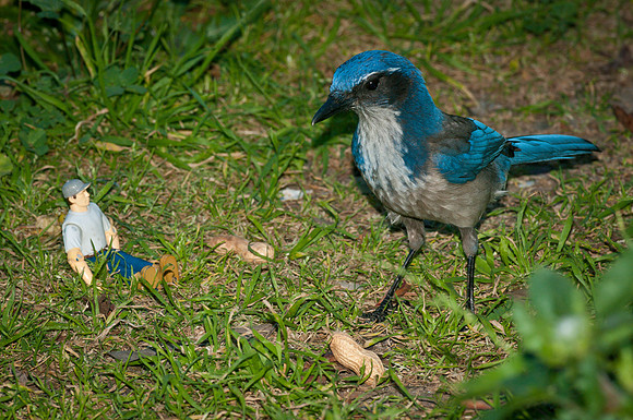 Feeding the Scrubjay