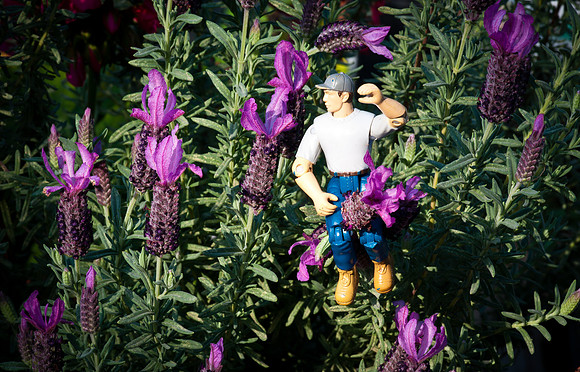 Lavender